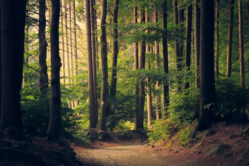 Person hiking in pine forest